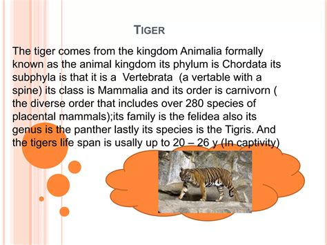 Phylum Of Tiger