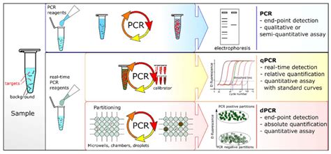 Enzyme-Assisted Nucleic Acid Amplification in Molecular Diagnosis: A Review