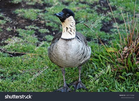 State Bird Hawaii Nene Haleakala Crater Stock Photo 1287173398 ...