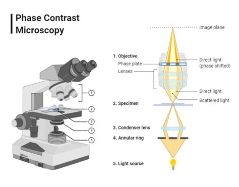 Image result for Phase Contrast Microscopy Applications