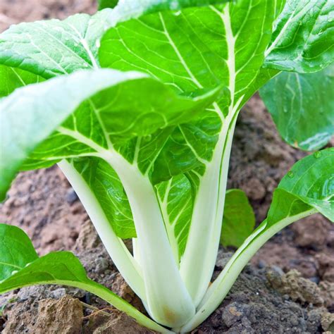 Chinese Cabbage, Pak Choi - White Stem seeds | The Seed Collection