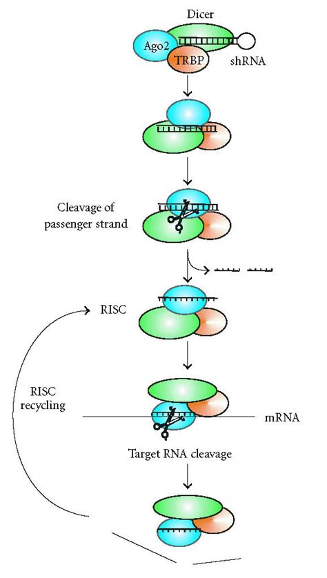 Risc Complex 的图像结果