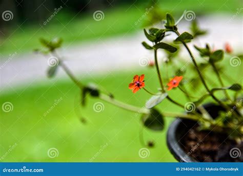 Scarlet Pimpernel Flower