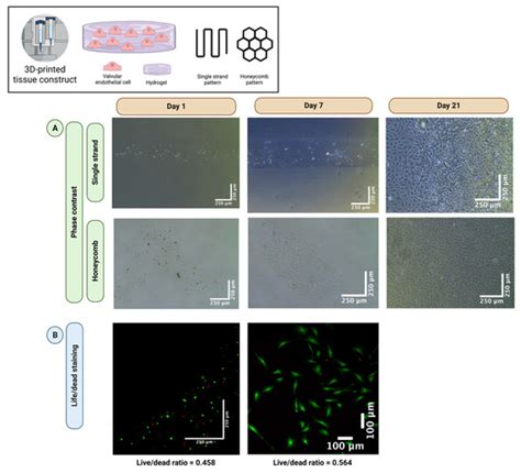 Bioengineering Examples 的图像结果