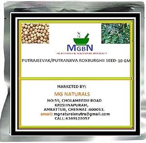 PUTRAJEEVAK/PUTRANJIVA ROXBURGHII SEEDS -10 GM (20 SEEDS) : Amazon.in ...