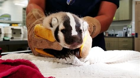 American Badger Babies