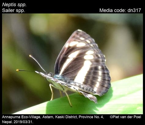 Neptis spp. | Butterfly