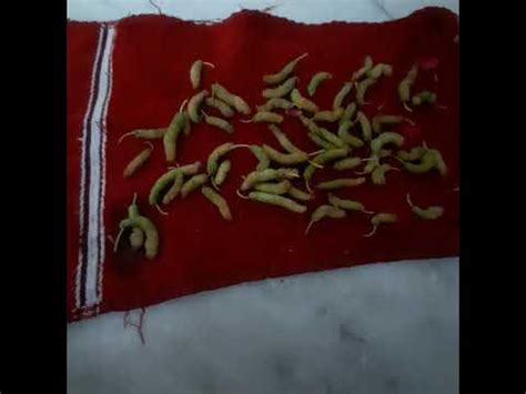 AMBIL SEKARANG