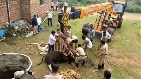 Bison calf falls into well in Karnataka’s Shivamogga, rescued - India Today