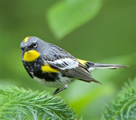 Male Yellow-rumped Warbler | BirdNote