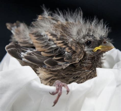House Finch Fledgling