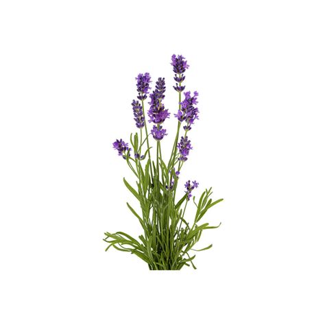 Lavender – GardenGuru