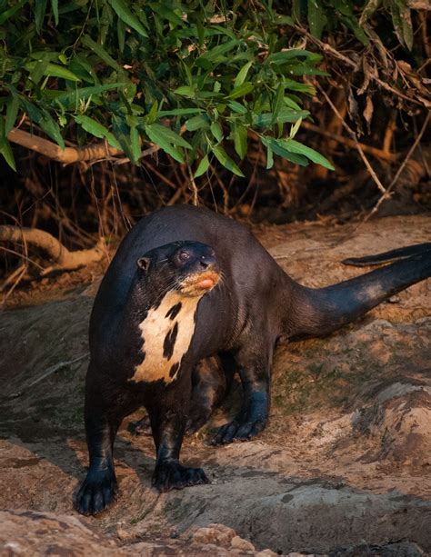Giant River Otter | Pteronura Brasiliensis