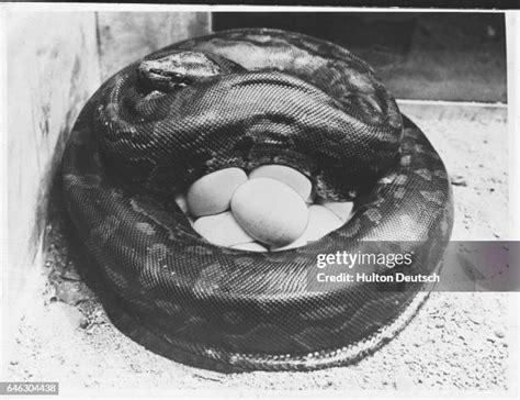 Image result for How Python Eggs Hatch