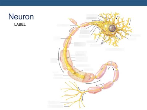 Labelling a Neuron 的图像结果