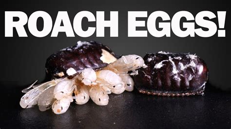 Image result for Cockroach Hatching