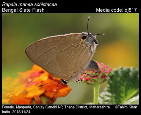 Rapala manea | Butterfly