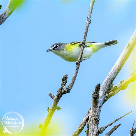 BIRDING ~ Wetlands, Fields & Forest Edges – Ottawa Southwest, 1171 ...