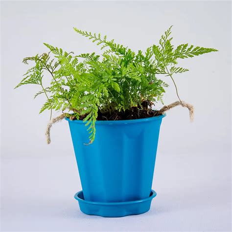 Rabbit Foot Fern | Davallia Fejeensis Plant – Lalit Enterprise