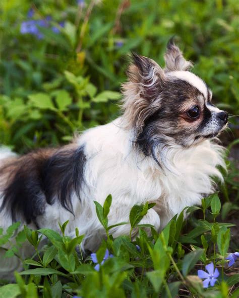 34 Chihuahua Colors Explained (With Pictures)
