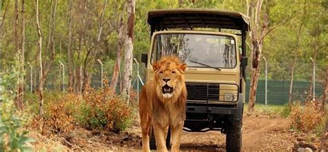 Casela Nature Park In Mauritius: Best Things To Do