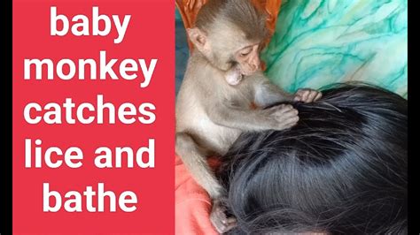 Image result for Bug Infested Baby Monkey