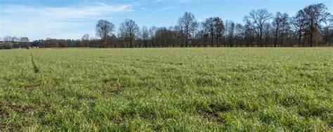 Grünland: Vegetation in den Startlöchern | agrarheute.com