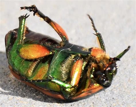 Insect Identification