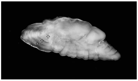 Age and Growth of the Silver Scabbardfish, Lepidopus caudatus ...