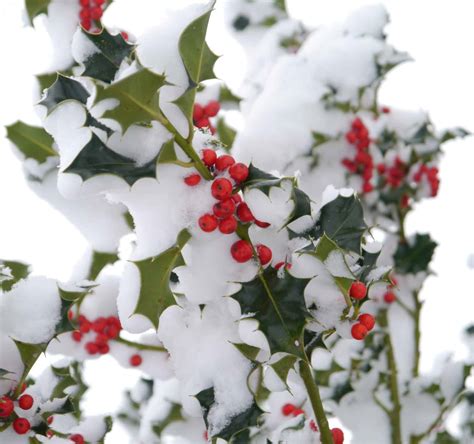 What Are Boughs of Holly? Your Complete Guide to Celebrating the Season ...