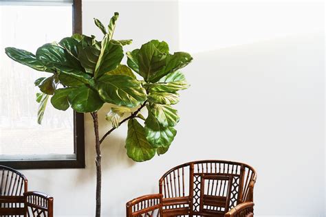 Fiddle-Leaf Fig Plants: Indoor Plant Care & Growing Guide