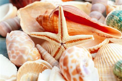 How Are Seashells.formed at Melissa Trexler blog