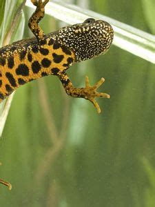 Coloring old mobile, cell phone, smartphone wallpapers hd, desktop ...