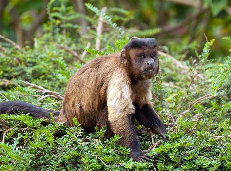 Capuchin Monkey