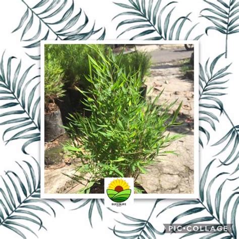 Jual bibit tanaman hias bambu mini / bambu jepang mikro - Kota Batu ...