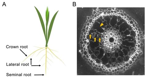 Root Development and Stress Tolerance in rice: The Key to Improving ...