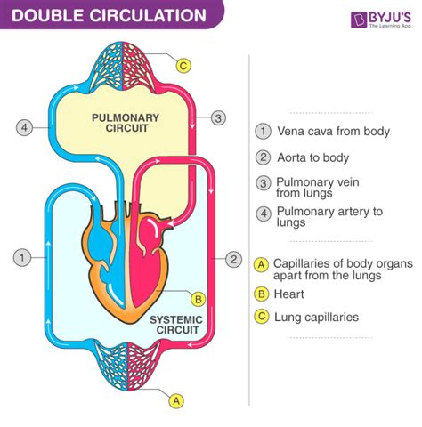 Image result for Explain Double Circulation in Simple From