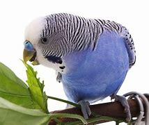 Image result for Parakeet