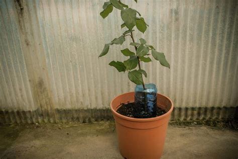 Image result for How to Propagate Roses Using Potatoes