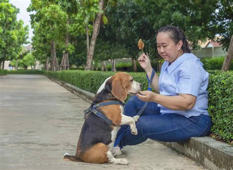 Perfect Canine Companion: 7 Best Dog Breeds For Older Women – JYZXLK