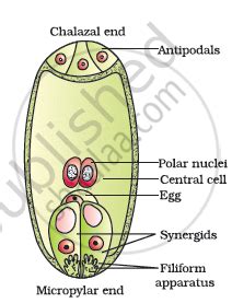 With a neat diagram explain the 7-celled, 8-nucleate nature of the ...
