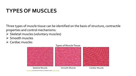 Image result for Muscle Structure Classifications
