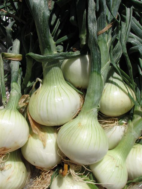 Grilled Walla Walla Sweet Onions – Borden Farms