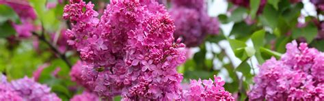 Download wallpaper nature, beauty, spring, may, flowering, lilac ...