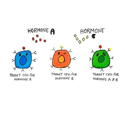 MECHANISM OF HORMONAL ACTION | Physiology & Biochemistry