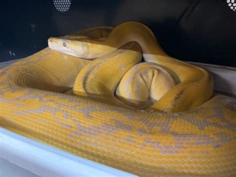 Image result for Reticulated Python Pet