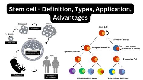 Immunology Archives - Biology Notes Online