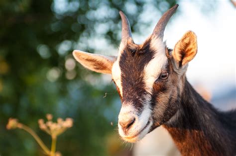 Dairy Goat Breeds