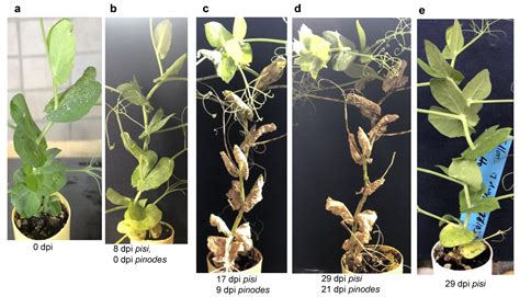 Optimized High Throughput Ascochyta Blight Screening Protocols and ...