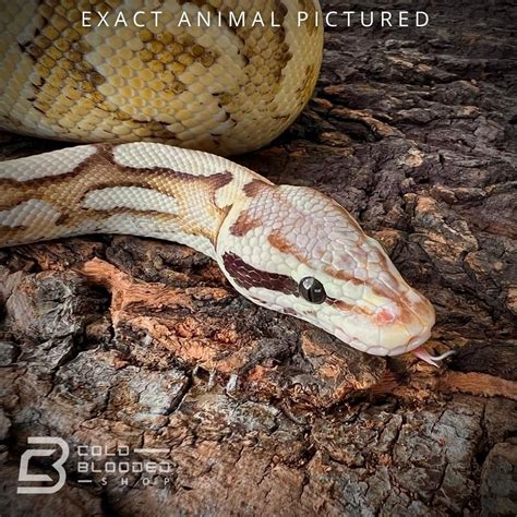 Superfly Ball Python 的图像结果